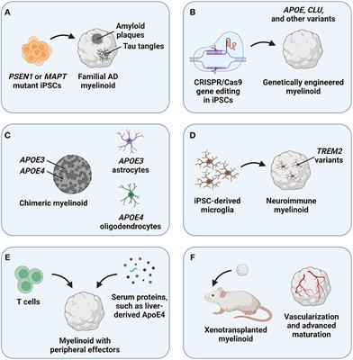 Myelin organoids for the study of Alzheimer's disease